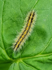 Diacrisia purpurata