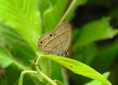 Cissia pompilia