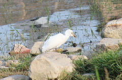Bubulcus ibis