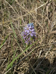 Camassia scilloides