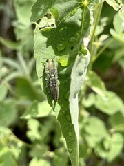Agaeocera scintillans