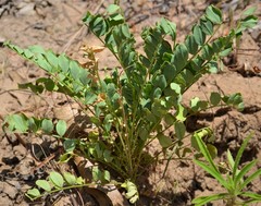 Astragalus soxmaniorum