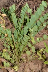 Astragalus soxmaniorum