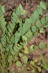 Astragalus soxmaniorum