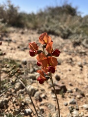 Swainsona stipularis