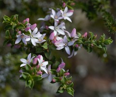 Philotheca buxifolia