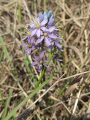 Camassia scilloides