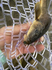 Catostomus catostomus