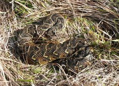 Bitis arietans arietans