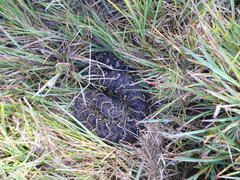 Bitis arietans arietans
