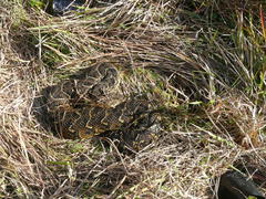 Bitis arietans arietans