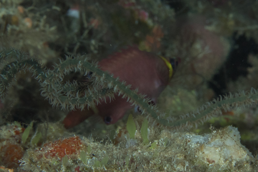 Blackspot pigmy wrasse (Wetmorella nigropinnata) — Labridae