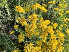 Chrysothamnus viscidiflorus