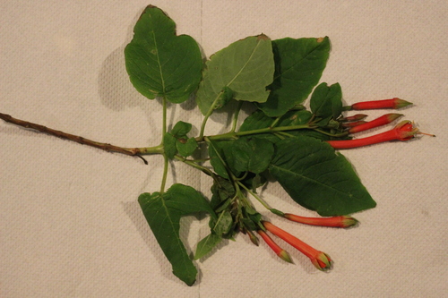 Image of Fuchsia fulgens by (c) Joe Dillon, some rights reserved (CC BY)