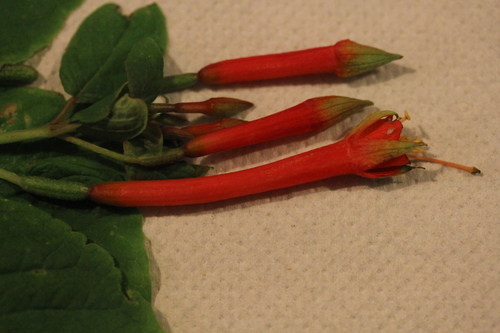 Image of Fuchsia fulgens by (c) Joe Dillon, some rights reserved (CC BY)