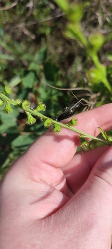 Agrimonia pilosa iNat (1)