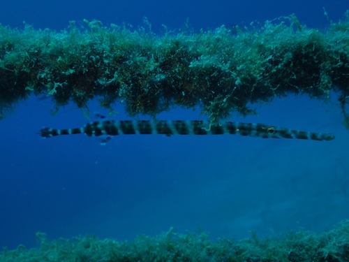 Eastern Atlantic Trumpetfish