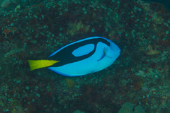 Paracanthurus hepatus