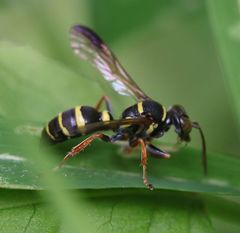 Psammaletes mexicanus