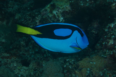 Paracanthurus hepatus