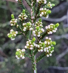 Micromyrtus ciliata