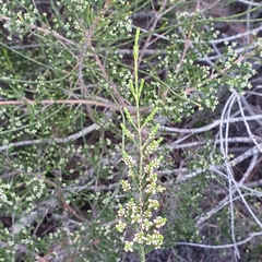 Micromyrtus ciliata