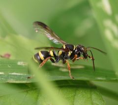 Psammaletes mexicanus