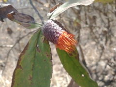 Cnicothamnus lorentzii