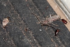 Enaphalodes cortiphagus