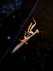 Miomantis paykullii