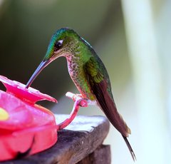 Heliodoxa imperatrix