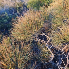 Allocasuarina distyla