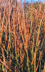 Allocasuarina distyla