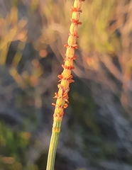 Allocasuarina distyla