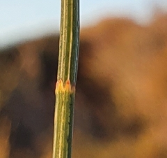 Allocasuarina distyla