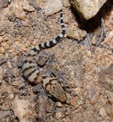 Pachydactylus weberi