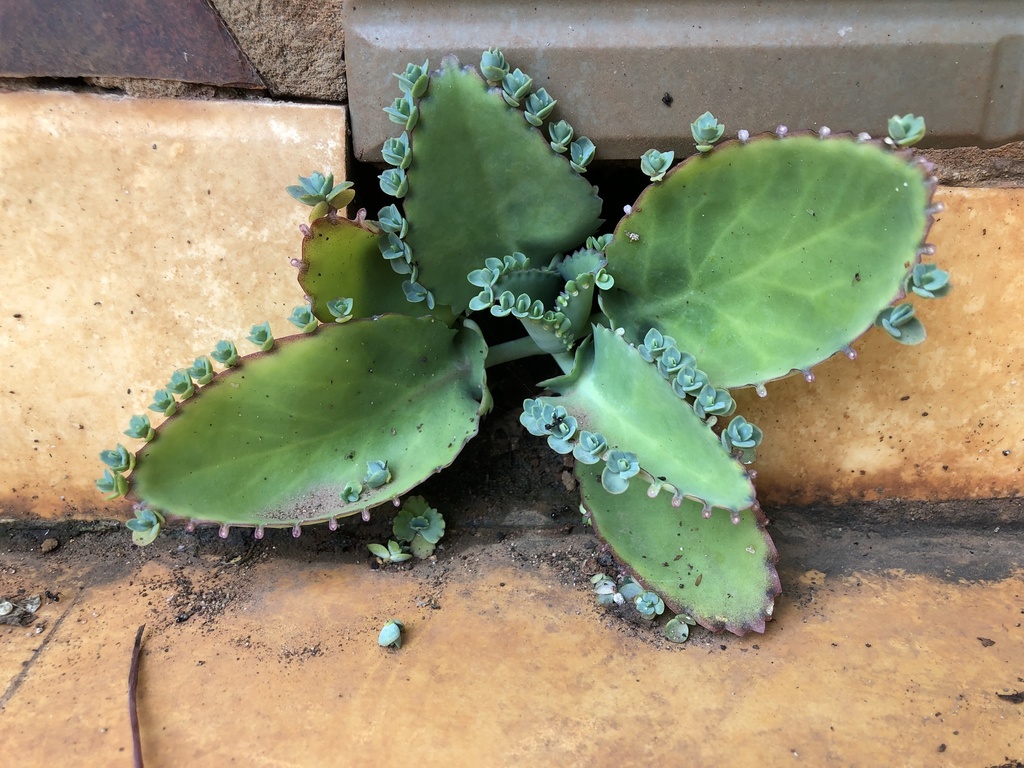 Bryophyllum laetivirens — an easy houseplant, prefers full sun light
