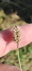 Phleum pratense nodosum