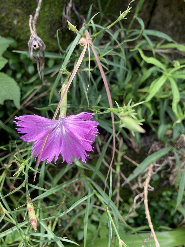 Dianthus palinensis (Dianthus palinensis)