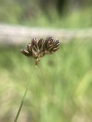 Juncus regelii