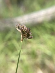 Juncus regelii