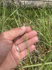 Juncus regelii