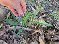 Senecio prenanthoides