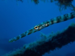 Aulostomus strigosus