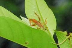 Pseudomictis distinctus