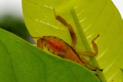 Pseudomictis distinctus