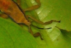 Pseudomictis distinctus