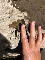 Rhagiini