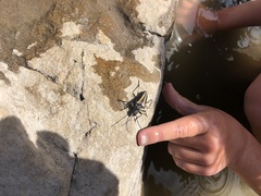Rhagiini