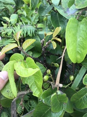 Antidesma platyphyllum